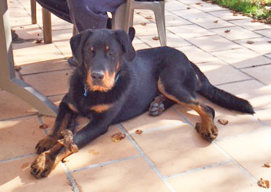  domainedelalicorne.fr photo chien beauceron photo chiot beauceron Elevage de beauceron chiot beauceron pure race élevage du clos de la licorne elevage des gardiens de la licorne elevage beauceron noir et feu authentique gros gabarits élevage de Beauceron familial sérieux et qualité domainedelalicorne.fr suivi des chiots conseil d’éducation chiot propre bas rouge santé caractère spécialiste du beauceron noir et feu ou arlequin chien rustique berger de France  nos chiots sont élevés avec amour et attention notre passion au service de la qualité Beauceron de qualité et sportif domaine de la licorne 04380 BARRAS élevage en liberté éleveur berger de beauce élevage de beauceron de travail 06 11 20 51 93 site domainedelalicorne.fr mail domainedelalicorne@gmail.com